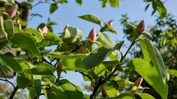 kvitten blomma, försiktigt rosa knoppar på grön grenar av en träd i vår mot de blå himmel. video