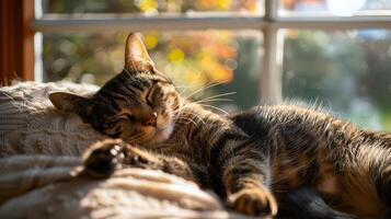 AI generated Domestic Cat Lounges on Sunlit Windowsill with Cityscape Background in Soft Focus photo