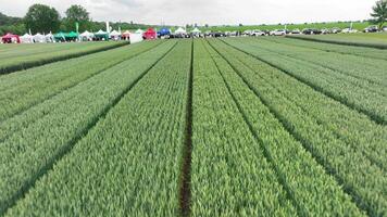 Aerial view Lush Green Crop Fields from Above grain, Overhead view of crop fields with event tents in the background. video