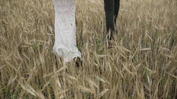 le la mariée et jeune marié sont en marchant dans une champ avec blé. le la mariée et jeune marié sont en marchant par une champ de blé. video