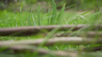 gräs i de träsk. träsk gräs i de skön sommar Sol. gräs nära en solbelyst damm. video