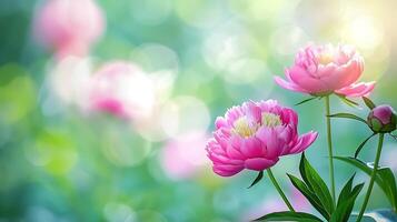 ai generado soñador rosado peonía florecer en suave natural ligero para temática primaveral bandera o sitio web encabezamiento foto