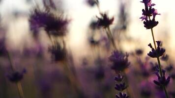 lavendel- fält med doftande lila blommor blomma på solnedgång. frodig lavendel- buskar i ändlös rader. organisk lavendel- olja produktion i Europa. trädgård aromterapi. långsam rörelse, stänga upp video