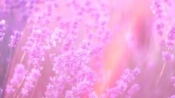 lavendel velden met geurig Purper bloemen bloeien Bij zonsondergang. weelderig lavendel struiken in eindeloos rijen. biologisch lavendel olie productie in Europa. tuin aromatherapie. langzaam beweging, dichtbij omhoog video