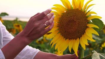 Frau Sonnenblume Feld Frau Agronom und Farmer prüfen kultiviert Sonnenblumen beim Sonnenuntergang, Nahansicht von weiblich Hand auf Plantage im landwirtschaftlich Ernte Verwaltung Konzept. schleppend Bewegung video