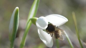 ape impollina bucaneve durante presto primavera nel foresta. bucaneve, fiore, primavera. miele ape, api mellifera visitare primo bucaneve su presto molla, segnalazione fine di inverno. lento movimento, vicino su video