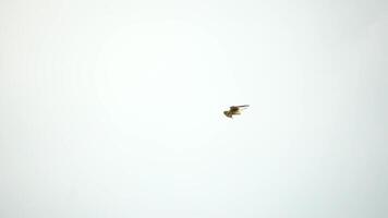 prédateur faucon oiseau planant dans air, chasse pour nourriture sur sol. planant faucon ou faucon gelé dans le air au dessus le sol, prêt à se ruer vers le bas pour proie. lent mouvement video