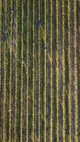 aereo Visualizza di vigneti campo piantagione su tramonto. cinematico fuco aereo Visualizza su verde montanaro valle campagna. eco agricoltura nel selvaggio natura paesaggio. turismo, viaggio concetto. video