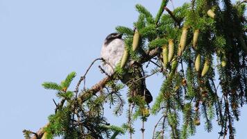 cuervos en un conífero árbol. imágenes de polluelos limpieza su plumas. aves en naturaleza video