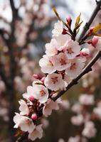 AI generated Freshness and beauty in nature springtime blossoms on a cherry tree generated by AI photo