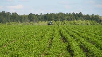 jordbruks blå traktor arbetssätt i en potatis fält. bruka fält. hilling potatisar med Utrustning video