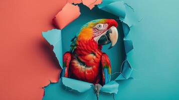 AI generated A humorous macaw  peers through a ripped hole in a contrast pastel color paper background, Ai Generated photo