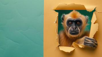 AI generated A humorous gibbon peers through a ripped hole in a contrast pastel color paper background, Ai Generated photo