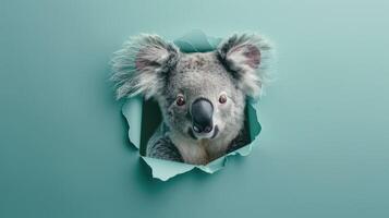 AI generated A humorous koala peers through a ripped hole in a contrast pastel color paper background, Ai Generated photo