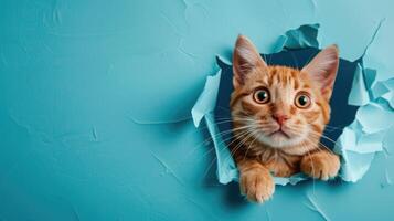 AI generated A humorous cat peers through a ripped hole in a contrast pastel color paper background, Ai Generated photo