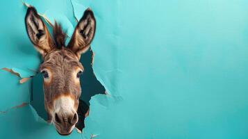 AI generated A humorous donkey peers through a ripped hole in a contrast pastel color paper background, Ai Generated photo