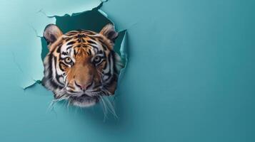 AI generated A humorous tiger peers through a ripped hole in a contrast pastel color paper background, Ai Generated photo