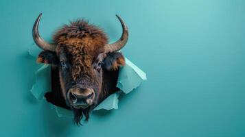 AI generated A humorous bison peers through a ripped hole in a contrast pastel color paper background, Ai Generated photo