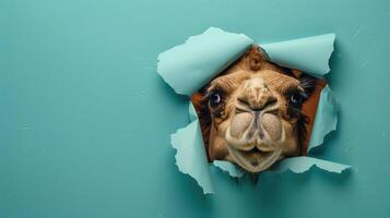 AI generated A humorous camel peers through a ripped hole in a contrast pastel color paper background, Ai Generated photo