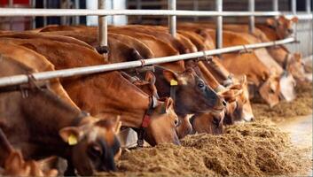 Jersey Cow image, Cattle in Cowshed, Cowshed photo, Cow Collar, Feed Silos, 30 Rustic Cowshed with Silo photo