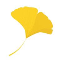 Ginkgo leaf vector with yellow color