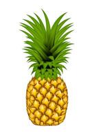 Realistic whole pineapple isolated on white background. Vector illustration EPS 10.