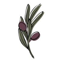 Vector olive tree branch with leaves and olives fruit. Hand painted outline floral illustration with color background for logo, package design, greetings, wallpapers, print, fabric