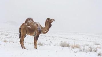 AI generated Arabian Camel Standing Majestically in the Snow photo