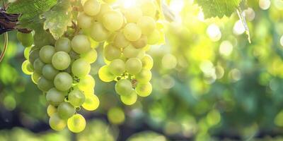 AI generated Cluster of Sunlit Green Grapes Dangling from Vine photo