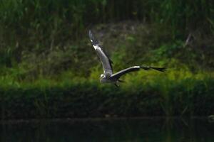 Common heron the wild bird photo