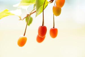 Cherries hanging from tree branches photo