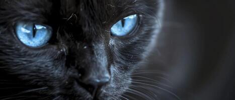 ai generado enigmático elegancia. un negro gato con perforación azul morado ojos, iluminado en un negro y blanco atmósfera, radiante misterio y gracia. foto
