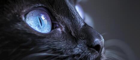 ai generado enigmático elegancia. un negro gato con perforación azul morado ojos, iluminado en un negro y blanco atmósfera, radiante misterio y gracia. foto