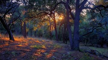 AI generated Sunset in forest. Nature background photo