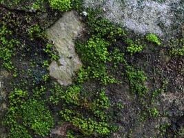 Surfaces that are mossy due to moisture photo