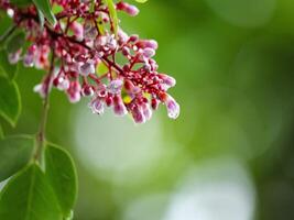 Star fruit flowers are still dew photo