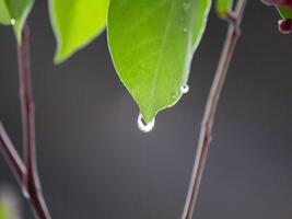 hojas goteo con Rocío después el lluvia foto