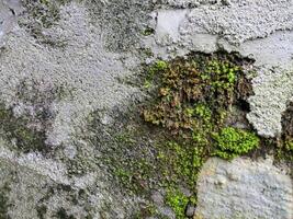 Surfaces that are mossy due to moisture photo