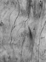 Abstract background of bark surface and texture with crack pattern and dark filter. photo