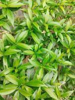 the leaves are so fresh in the sun. This plant is next to the house. The photo focuses on the green leaves exposed to sunlight. This photo was taken with a cellphone camera