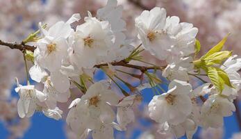 Delicate and beautiful cherry blossom against blue sky background. Sakura blossom. Japanese cherry blossom. photo