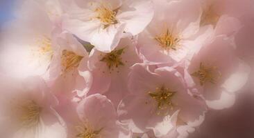 Delicate and beautiful cherry blossom against blue sky background. Sakura blossom. Japanese cherry blossom. photo