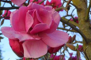 felix jurado magnolia árbol en flor. hermosas flores gigantes de magnolia contra la casa y el fondo del cielo azul de cerca. foto