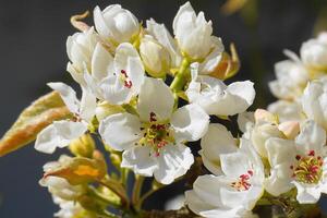 Beautiful and delicate apple flowers in the morning sun close up.  Apple blossom. Spring background. photo