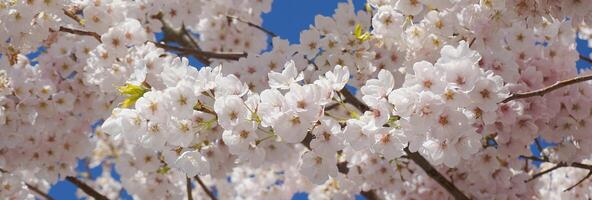 Delicate and beautiful cherry blossom against blue sky background. Sakura blossom. Japanese cherry blossom. photo