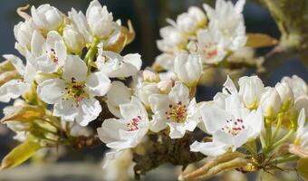 Beautiful and delicate apple flowers in the morning sun close up.  Apple blossom. Spring background. photo