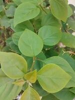 the leaves are so fresh in the sun. This plant is next to the house. The photo focuses on the green leaves exposed to sunlight. This photo was taken with a cellphone camera