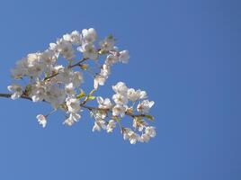 Delicate and beautiful cherry blossom against blue sky background. Sakura blossom. Japanese cherry blossom. photo