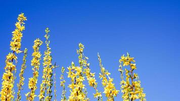 Flowering Forsythia shrub with yellow flowers on blue sky background. Beautiful yellow flowers. photo