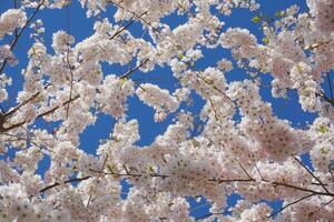 Delicate and beautiful cherry blossom against blue sky background. Sakura blossom. Japanese cherry blossom. photo